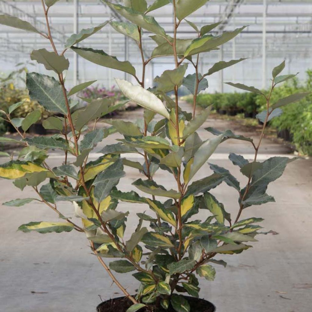 Elaeagnus ebbingei Eleador ® - Chalef de Ebbing panaché.