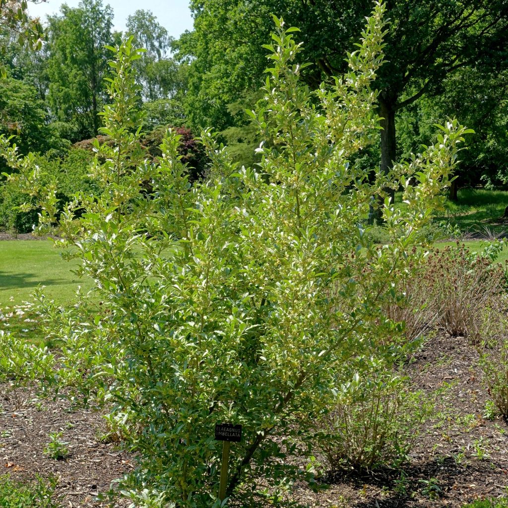 Elaeagnus umbellata - Chalef d'automne