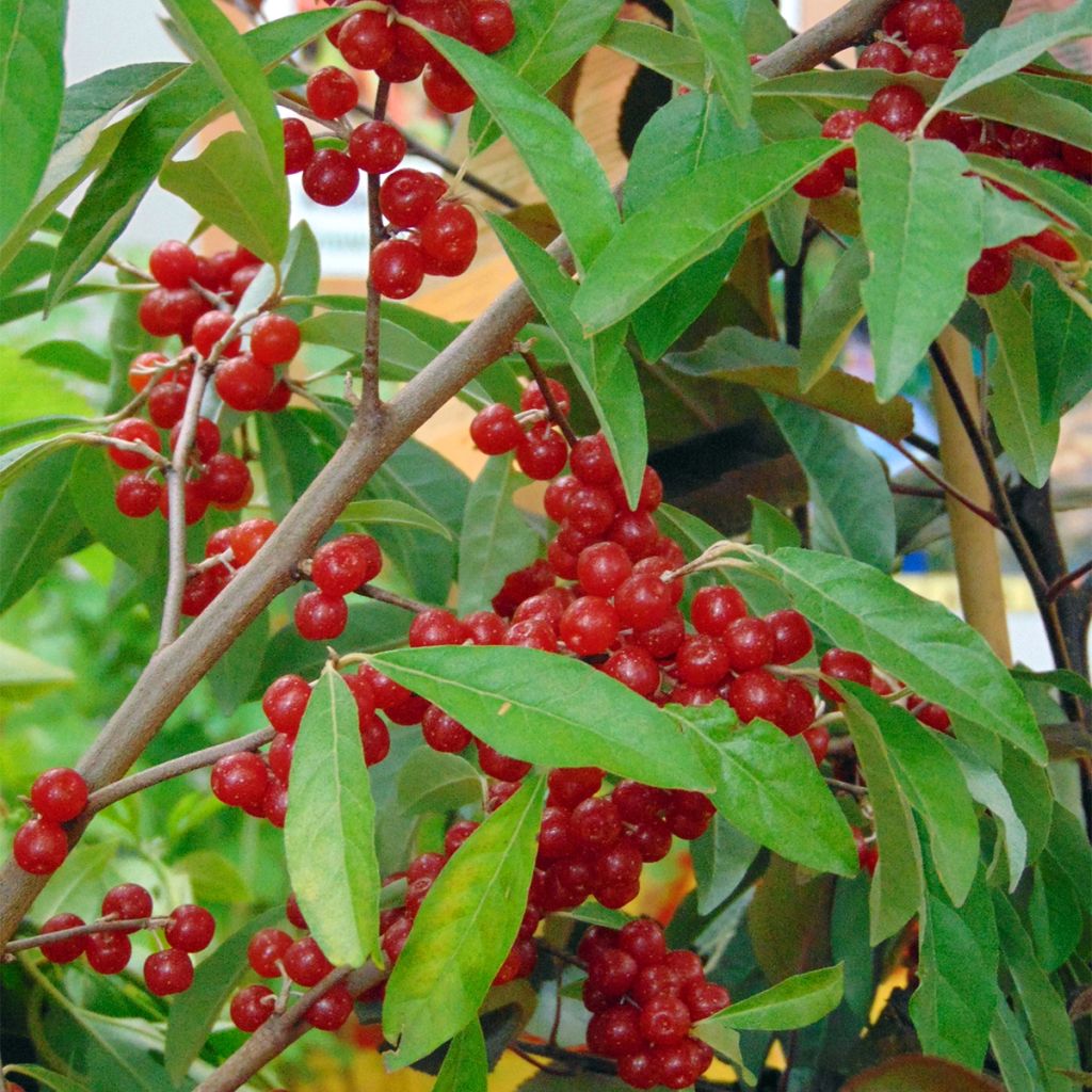 Elaeagnus umbellata Pointilla Amoroso - Eleagno ombrelliforme