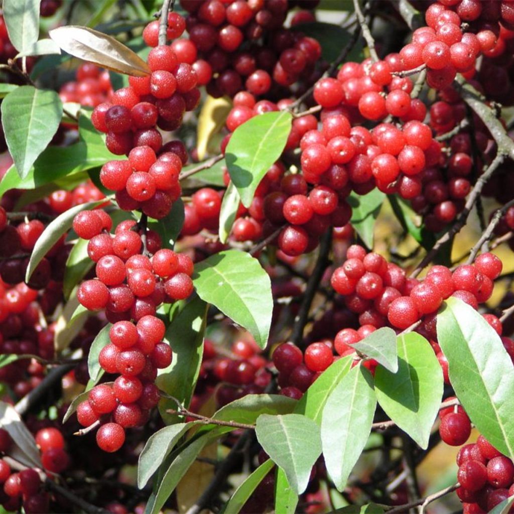 Elaeagnus umbellata Pointilla Amoroso - Eleagno ombrelliforme