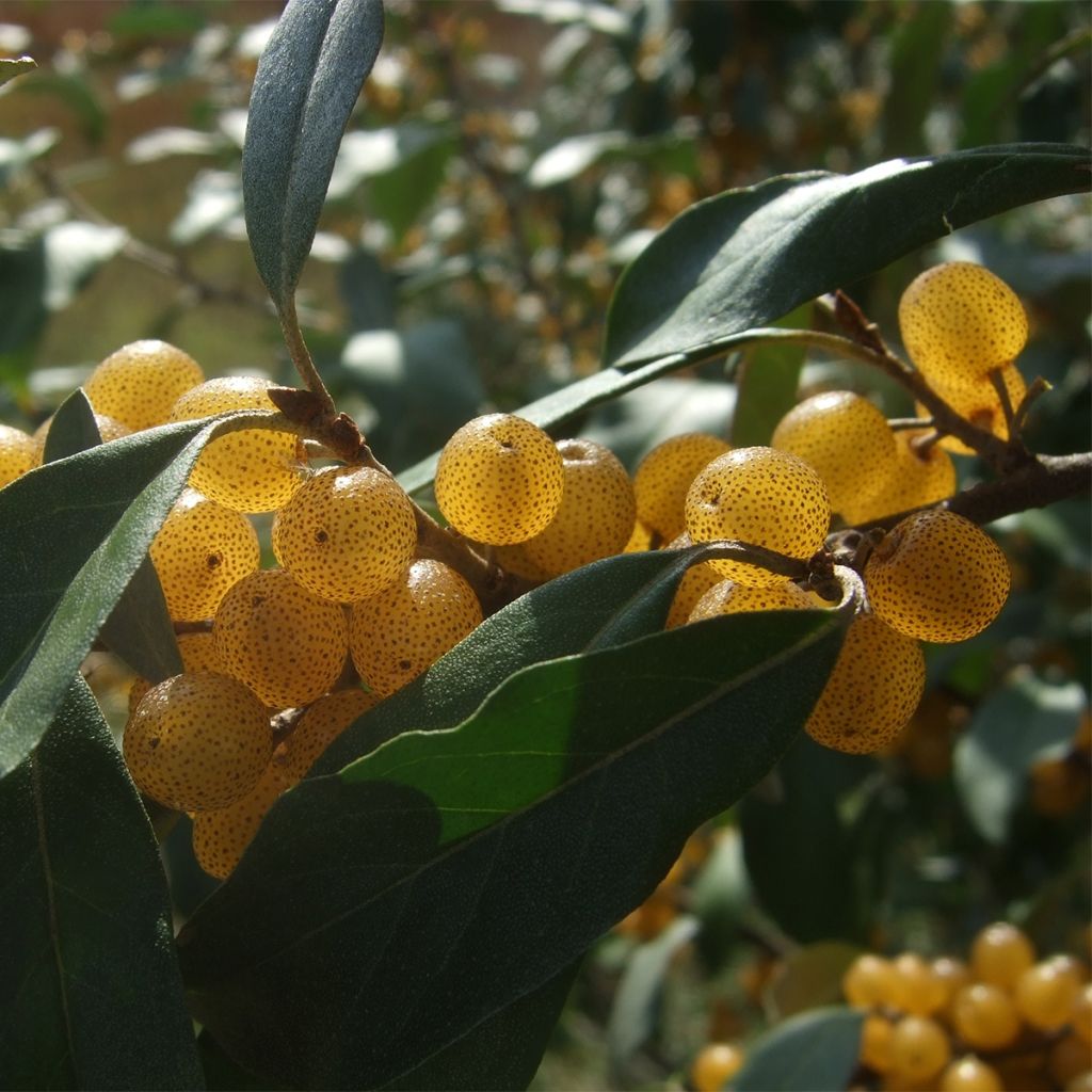 Elaeagnus umbellata Fortunella - Eleagno ombrelliforme