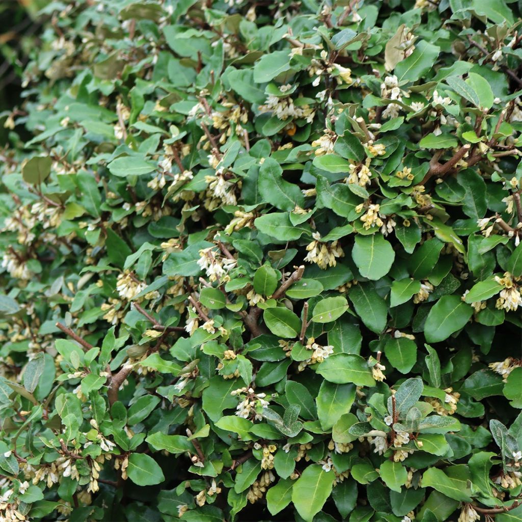 Elaeagnus umbellata Fortunella - Eleagno ombrelliforme