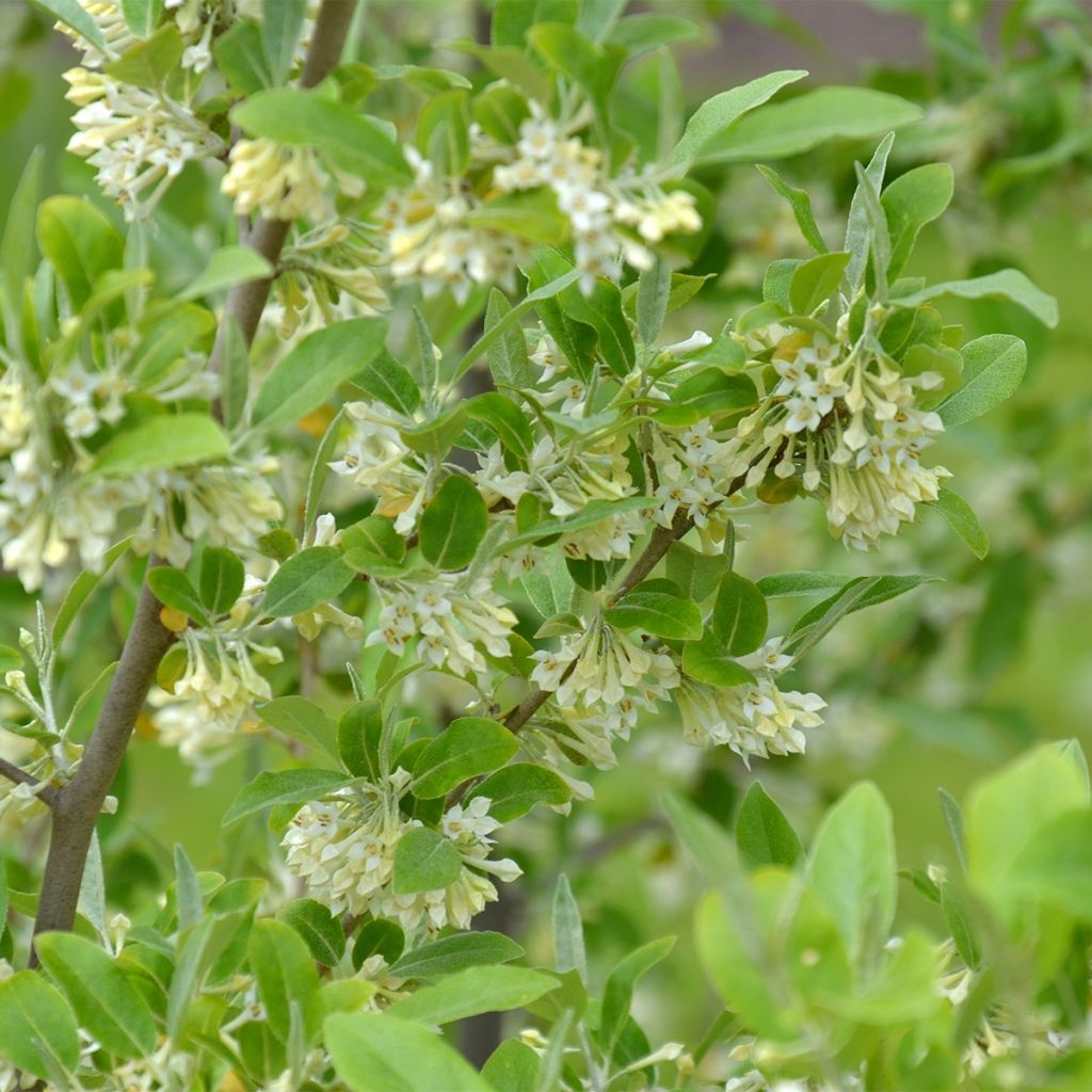 Elaeagnus umbellata Fortunella - Eleagno ombrelliforme