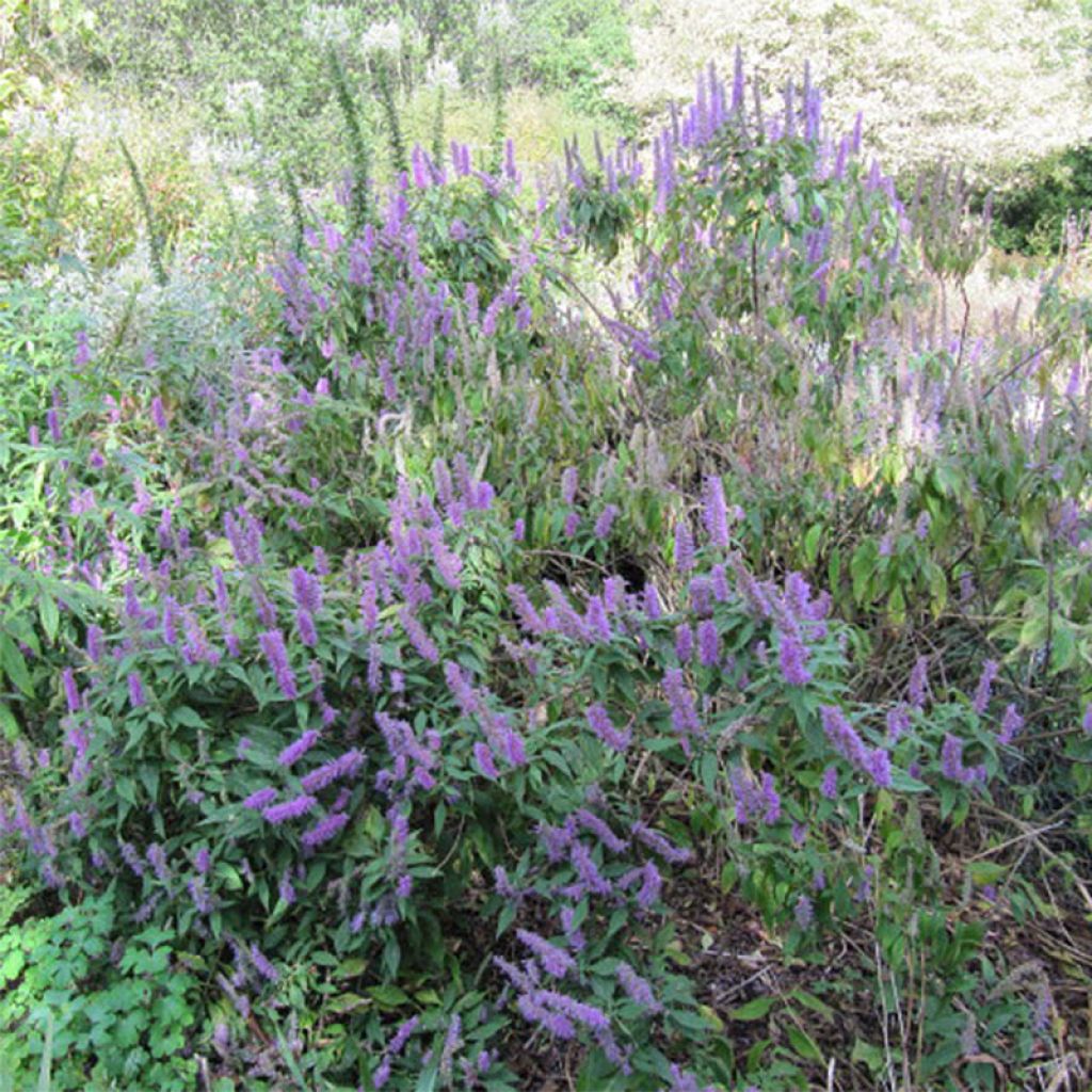 Elsholtzia stauntonii - Menthe en arbre