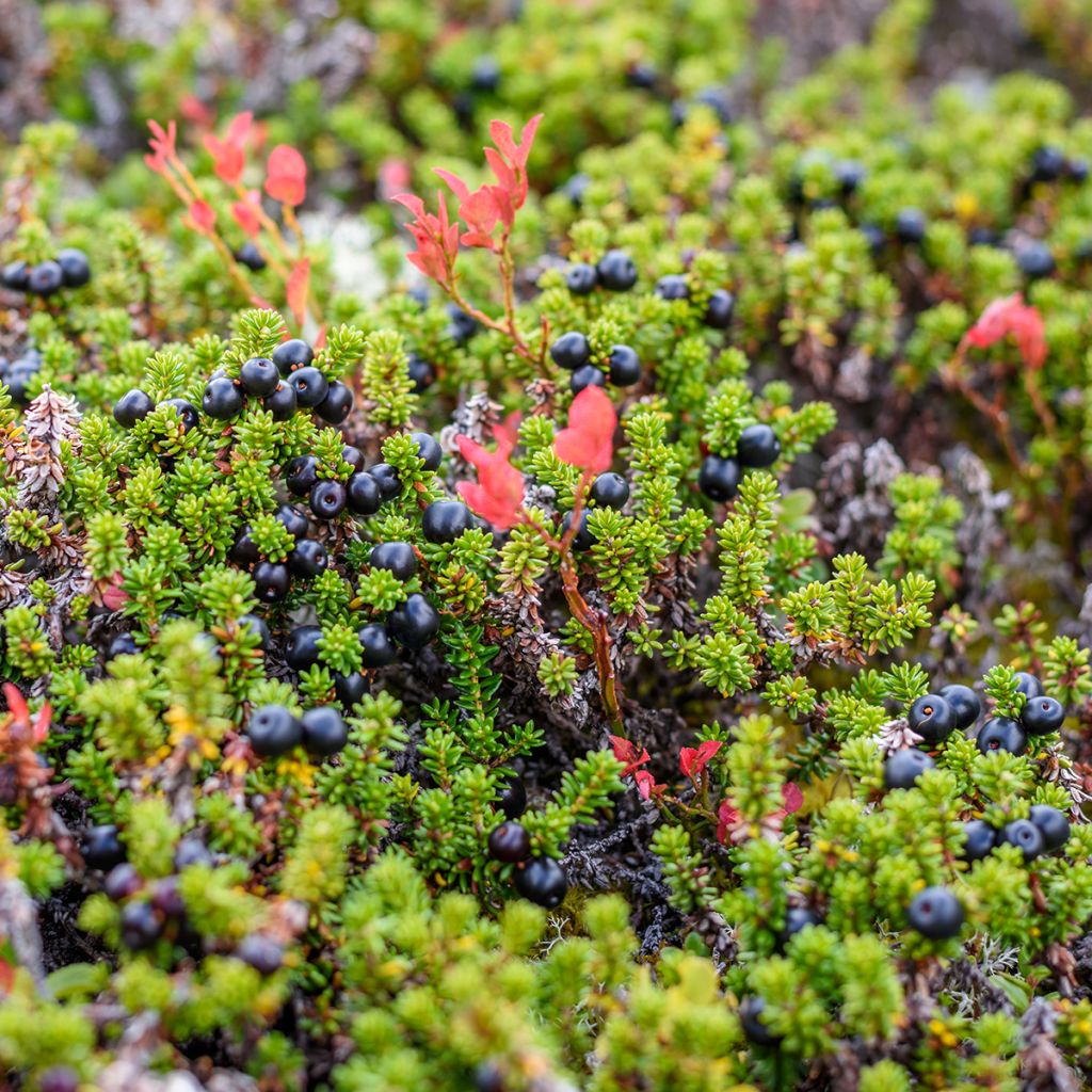 Empetrum nigrum