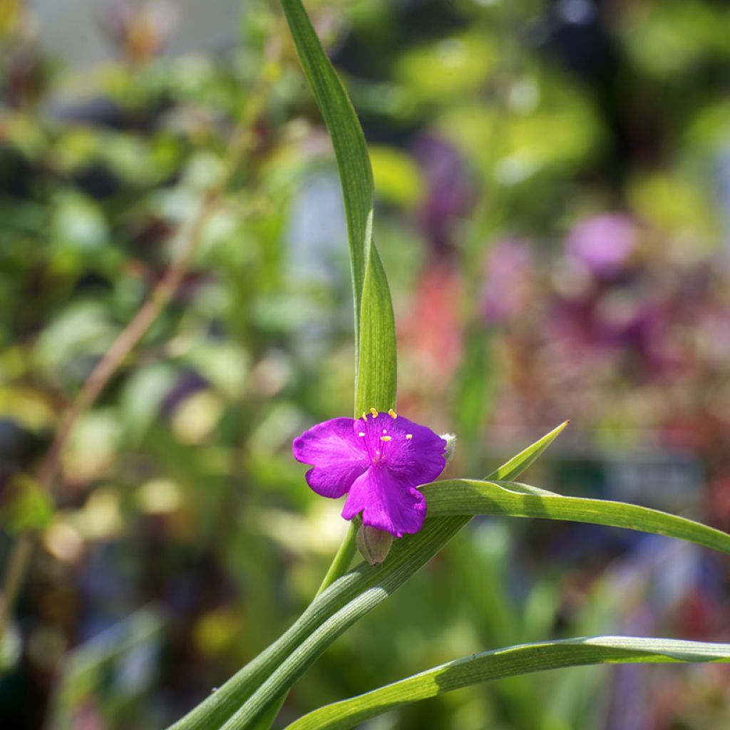 Tradescantia andersoniana Karminglut