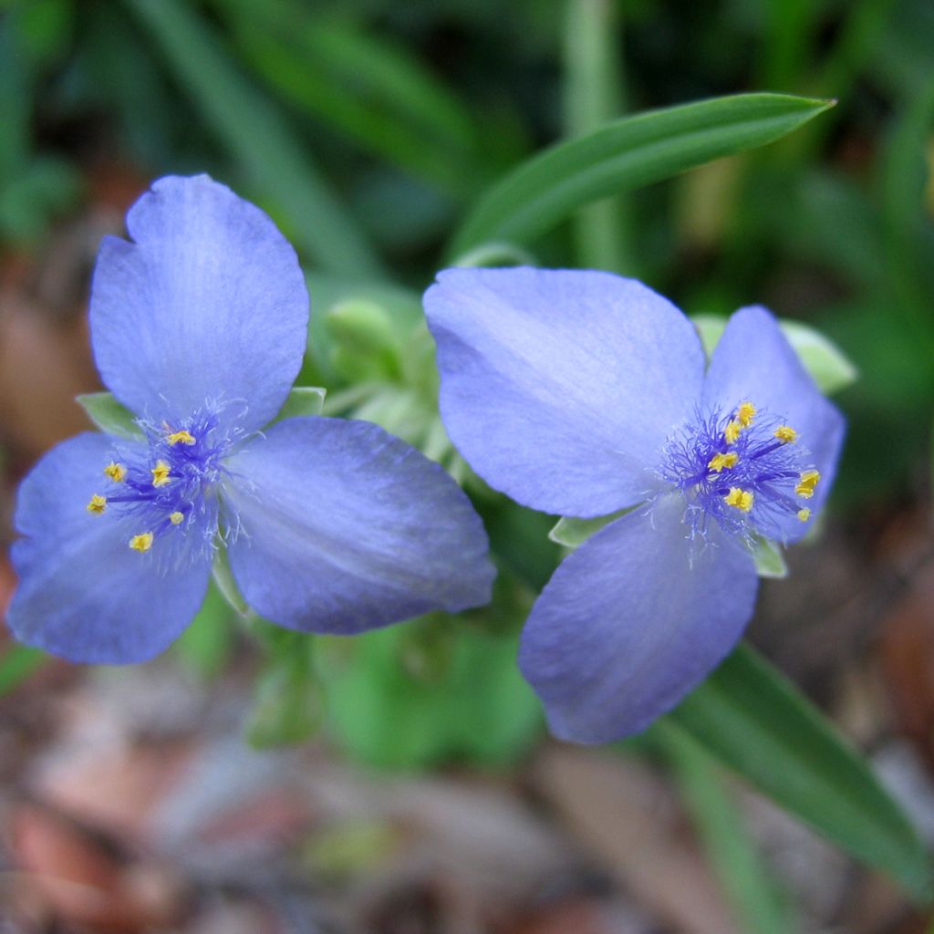 Tradescantia andersoniana Ocean Blue