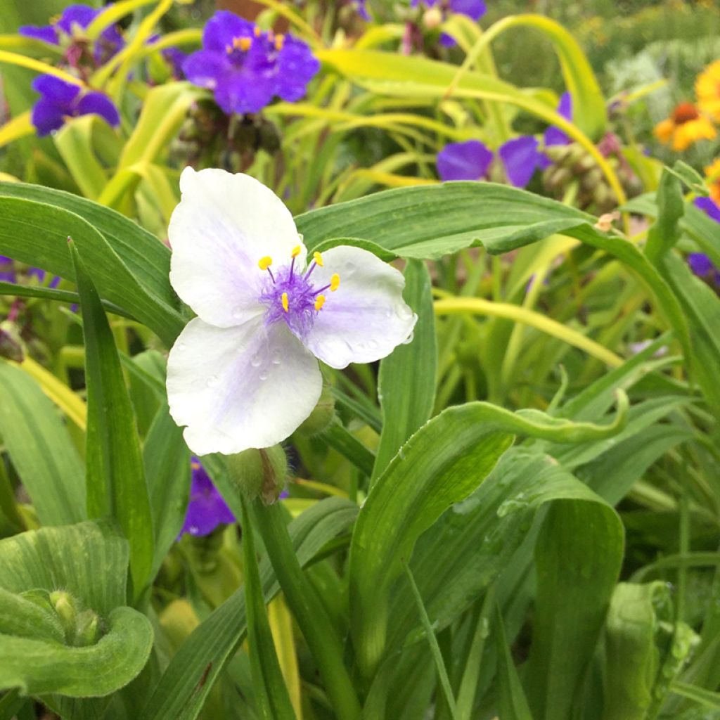 Tradescantia andersoniana Osprey