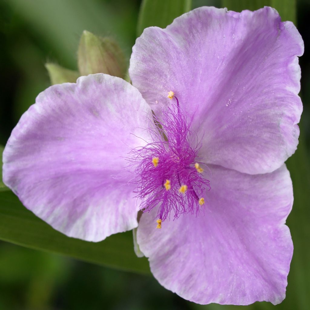 Tradescantia andersoniana Pink Chablis