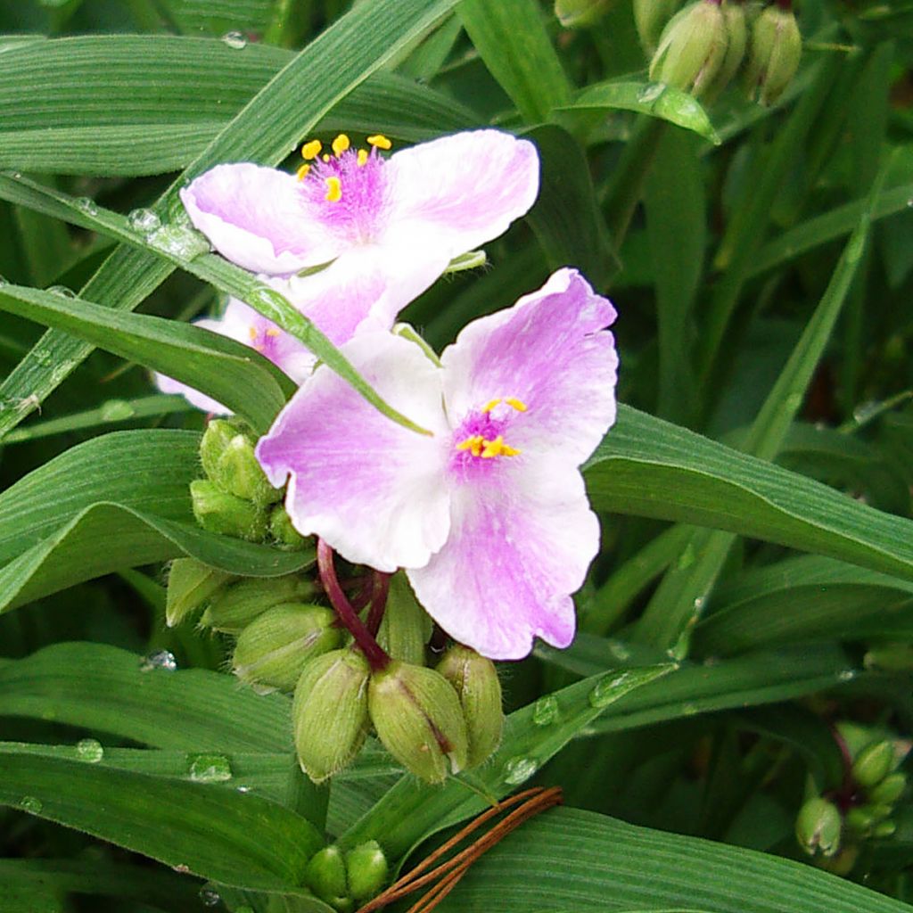 Tradescantia andersoniana Pink Chablis