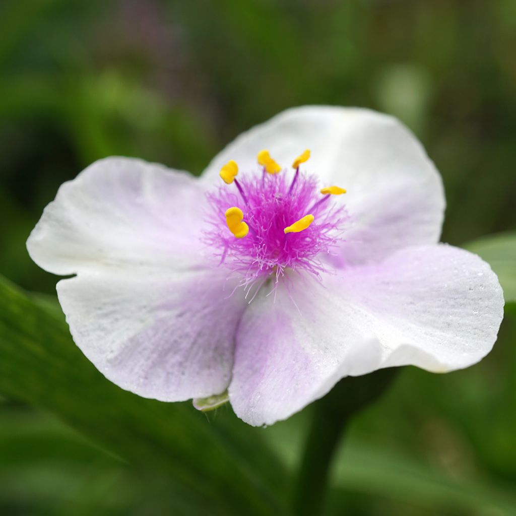 Tradescantia andersoniana Pink Chablis