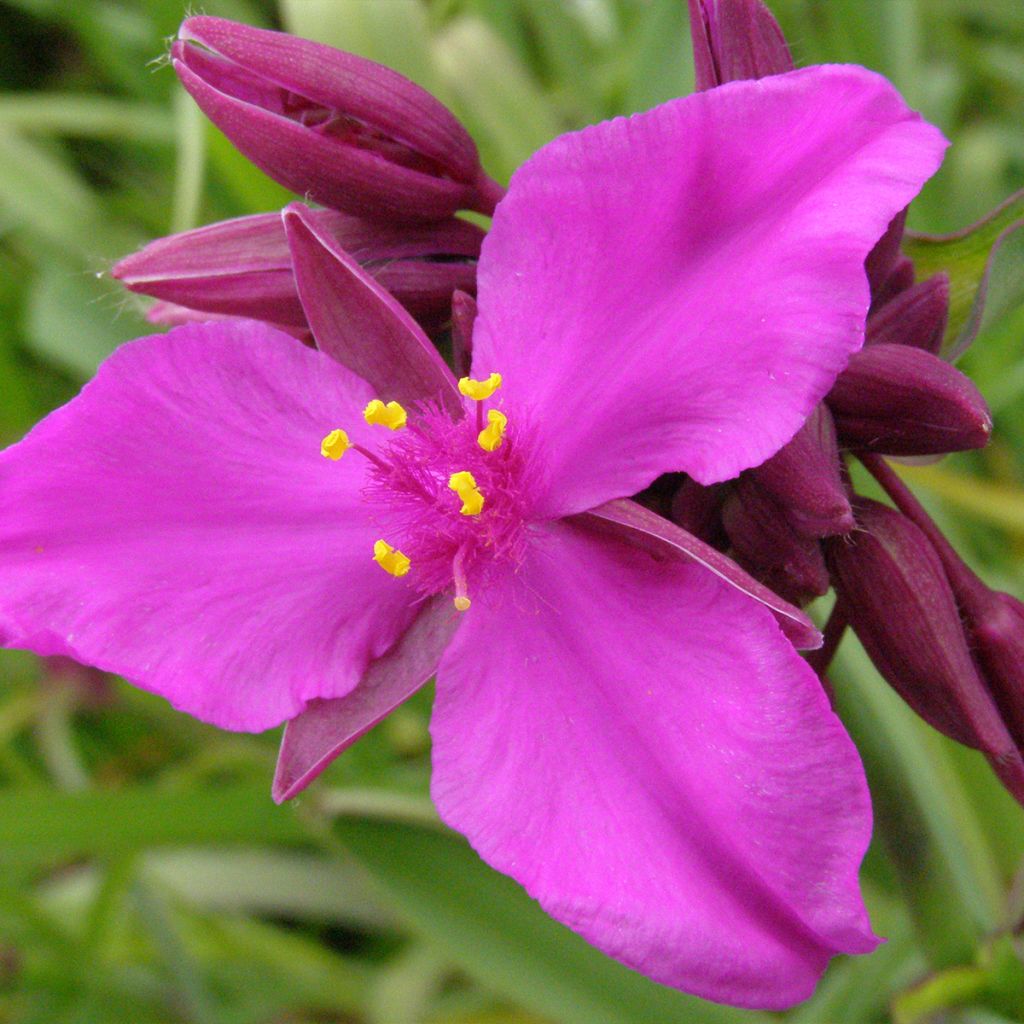 Tradescantia andersoniana Red Grape