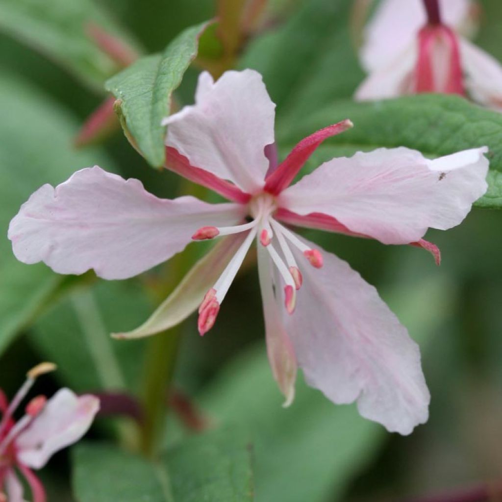 Epilobium angustifolium Stahl Rose - Camenèrio