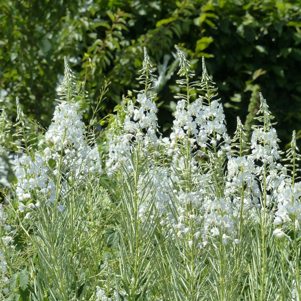 Epilobium angustifolium Album - Camenèrio