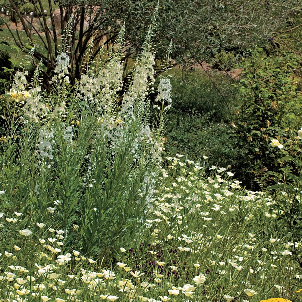 Epilobium angustifolium Album - Camenèrio