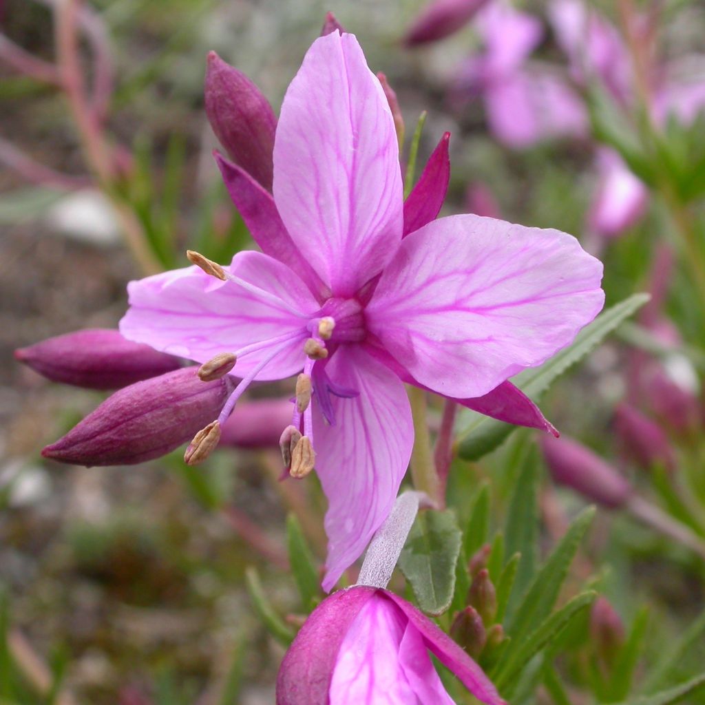 Epilobium fleischeri