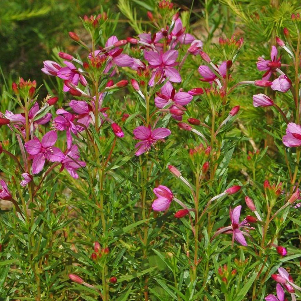 Epilobium fleischeri