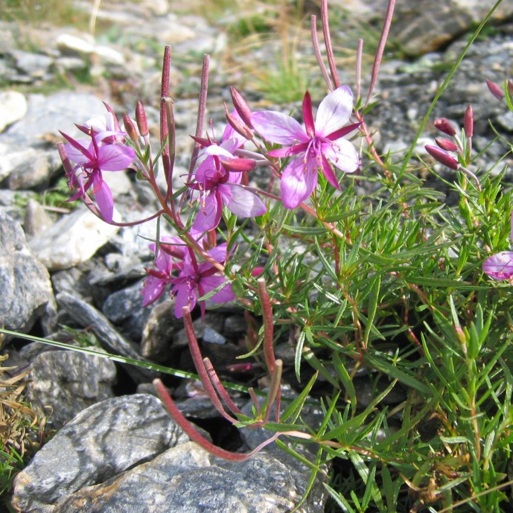 Epilobium fleischeri