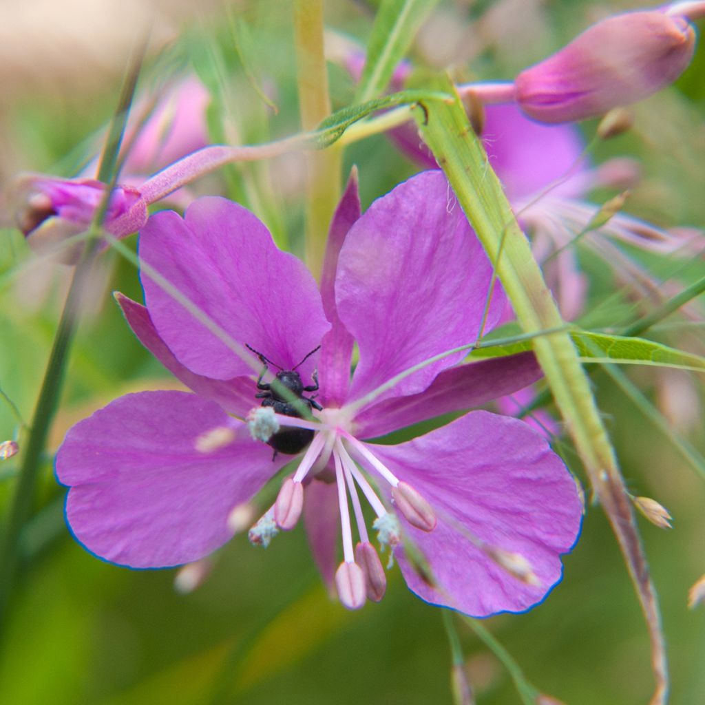 Epilobium fleischeri - Garofanino di Fleischer