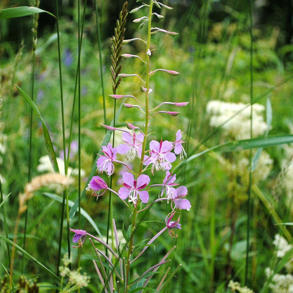 Epilobium fleischeri - Garofanino di Fleischer