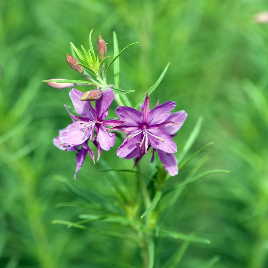 Epilobium fleischeri - Garofanino di Fleischer