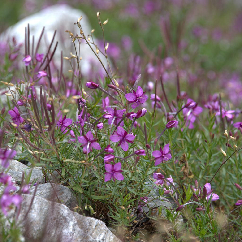 Epilobium fleischeri - Garofanino di Fleischer