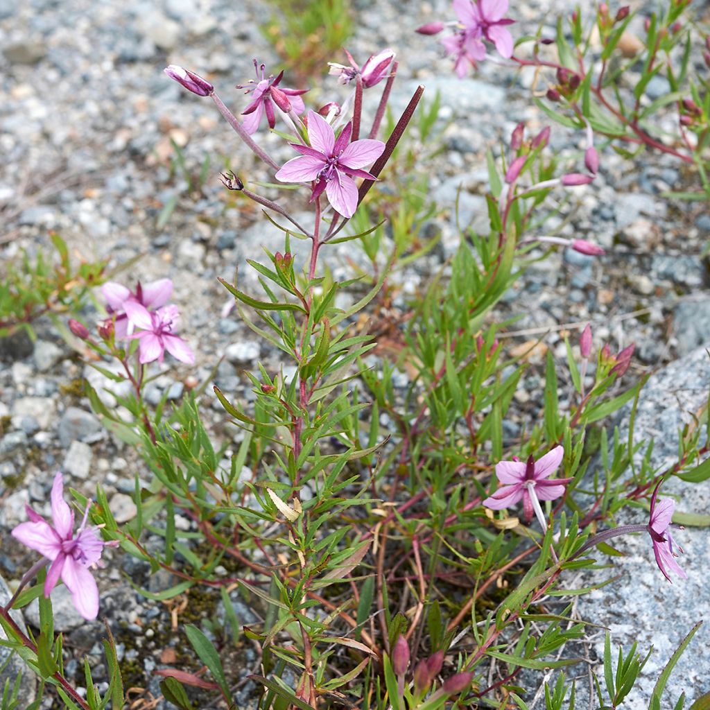 Epilobium fleischeri - Garofanino di Fleischer