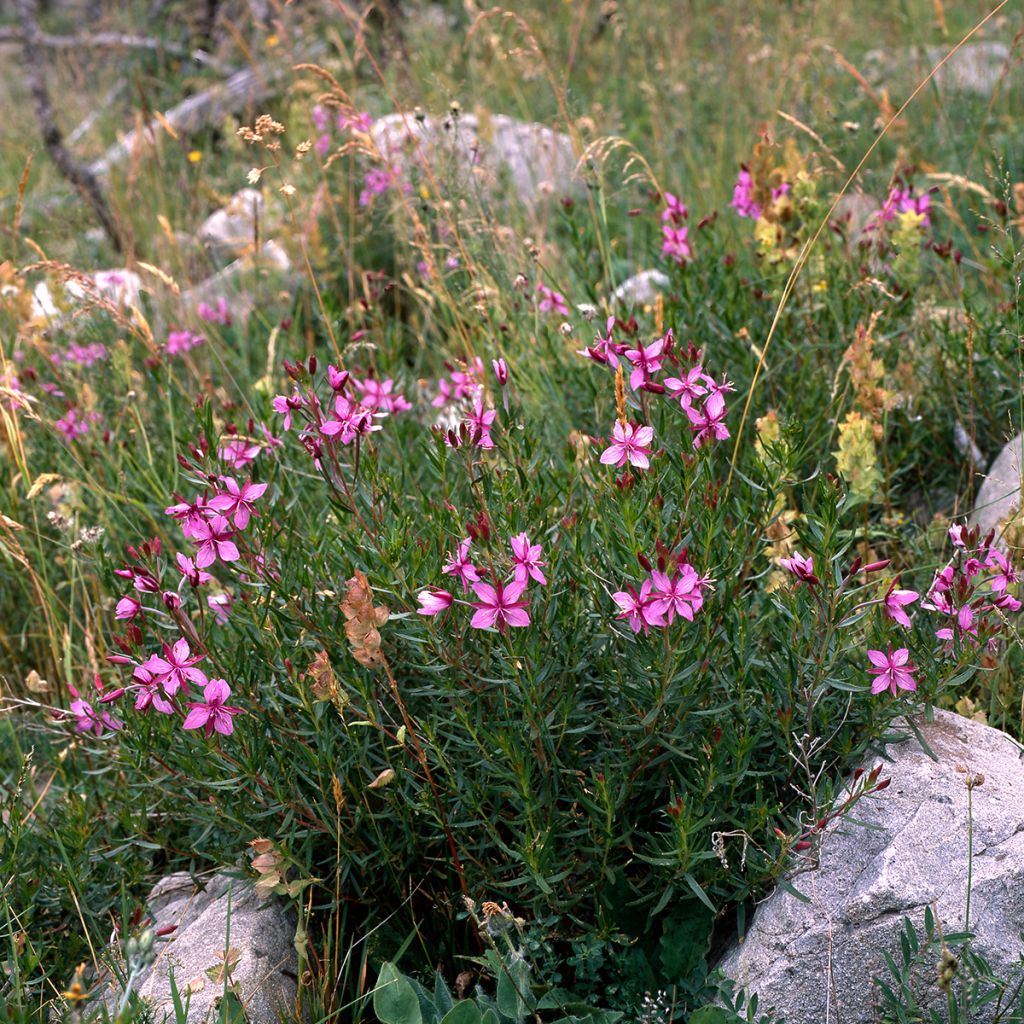 Epilobium fleischeri - Garofanino di Fleischer