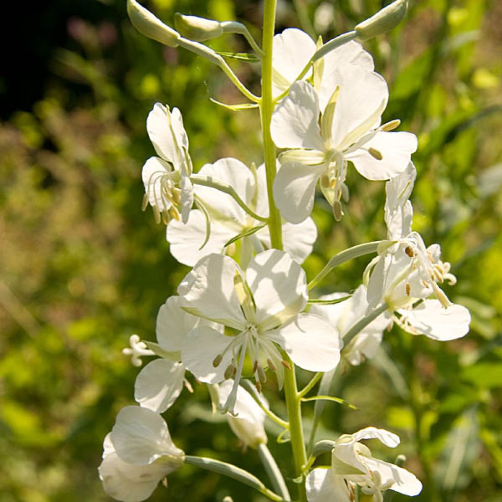 Epilobium angustifolium Album - Camenèrio