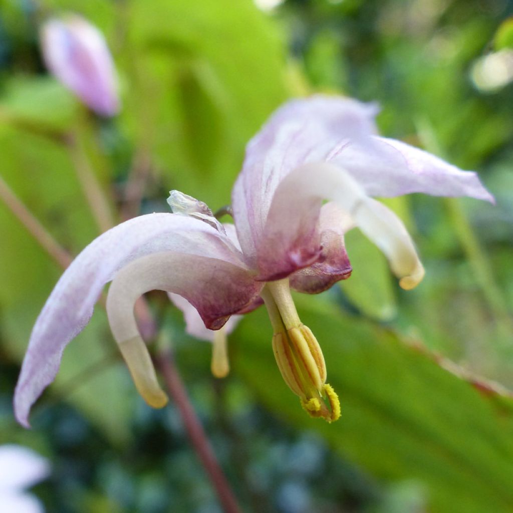 Epimedium Enchanteress, Fleur des elfes