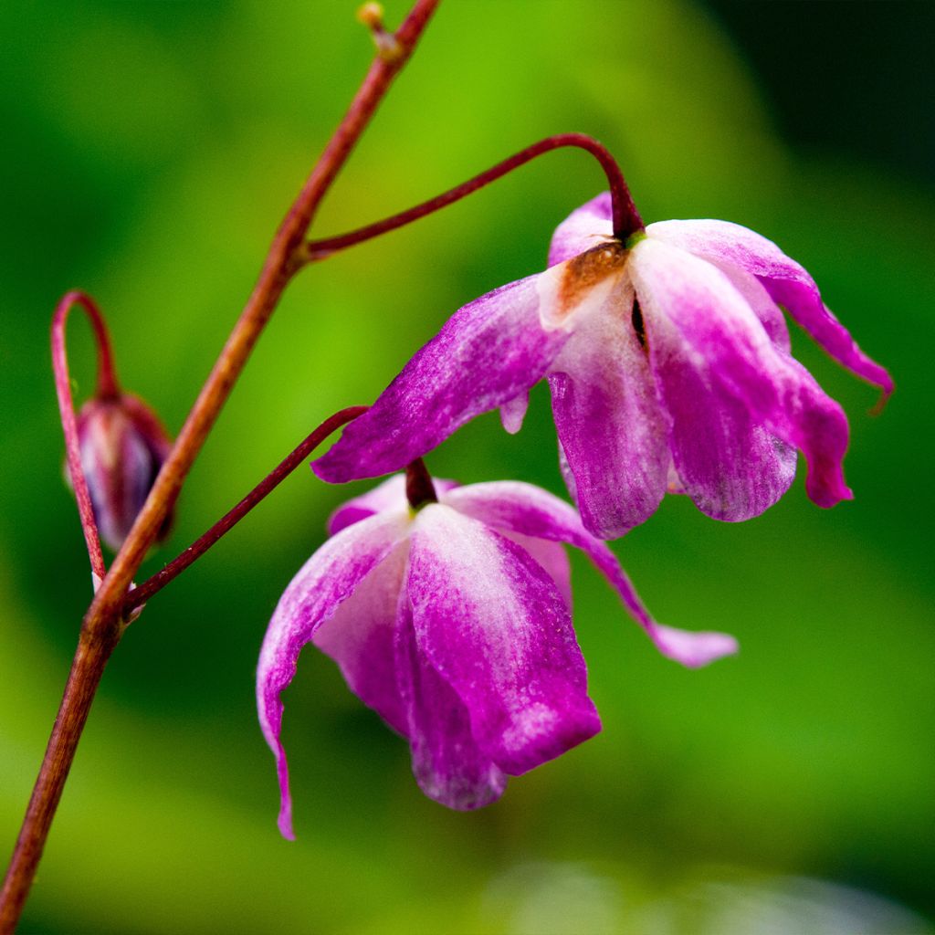 Epimedium Pumosum Roseum, Fleur des elfes