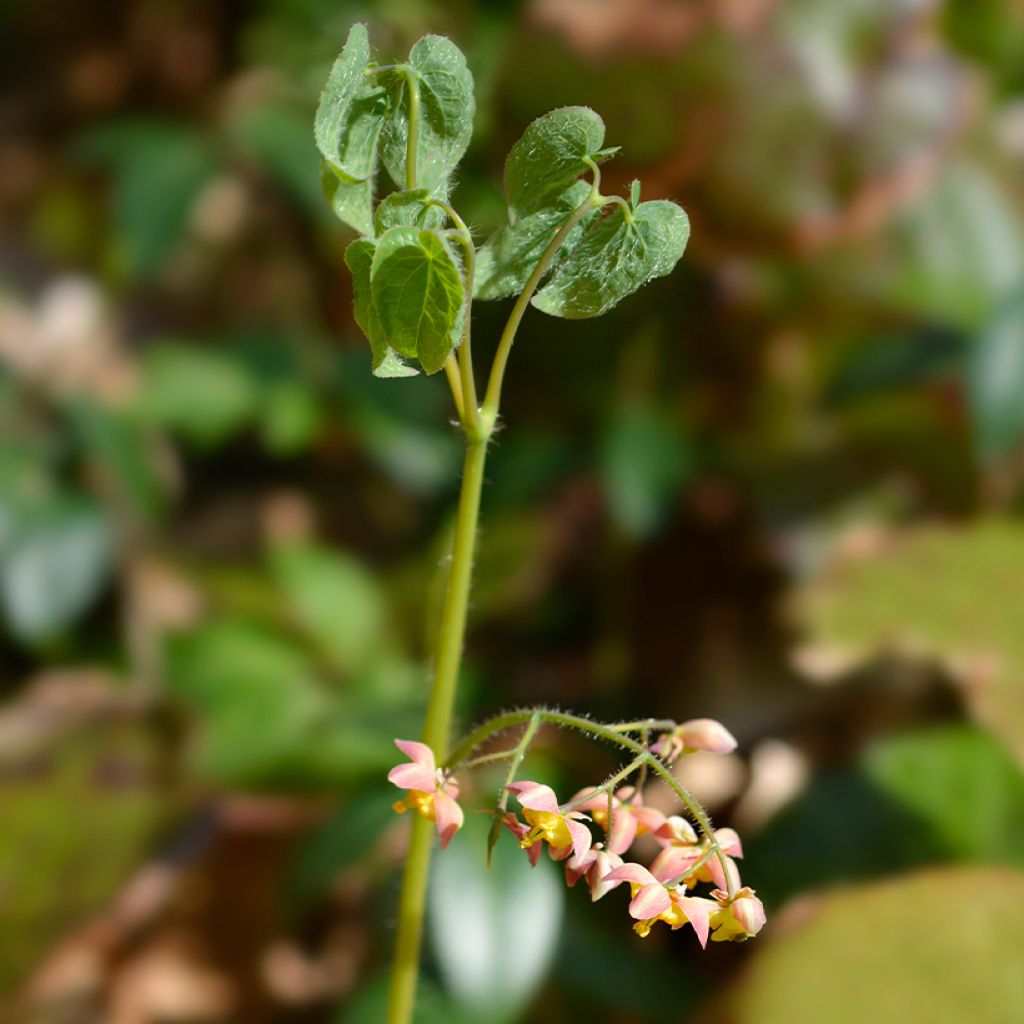 Epimedium alpinum - Epimedio alpino