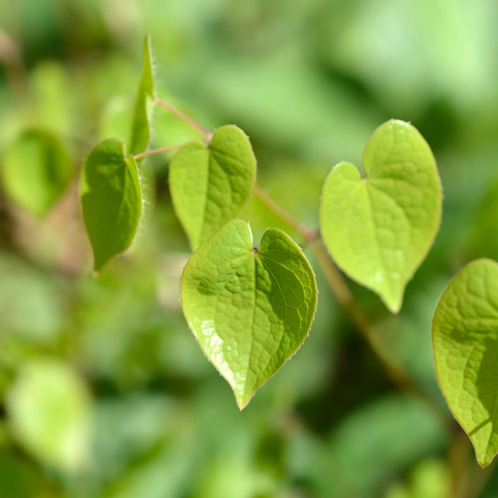 Epimedium alpinum - Epimedio alpino