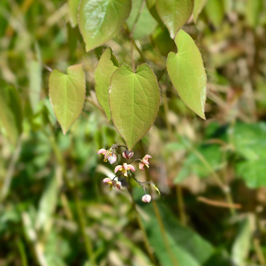 Epimedium alpinum - Epimedio alpino