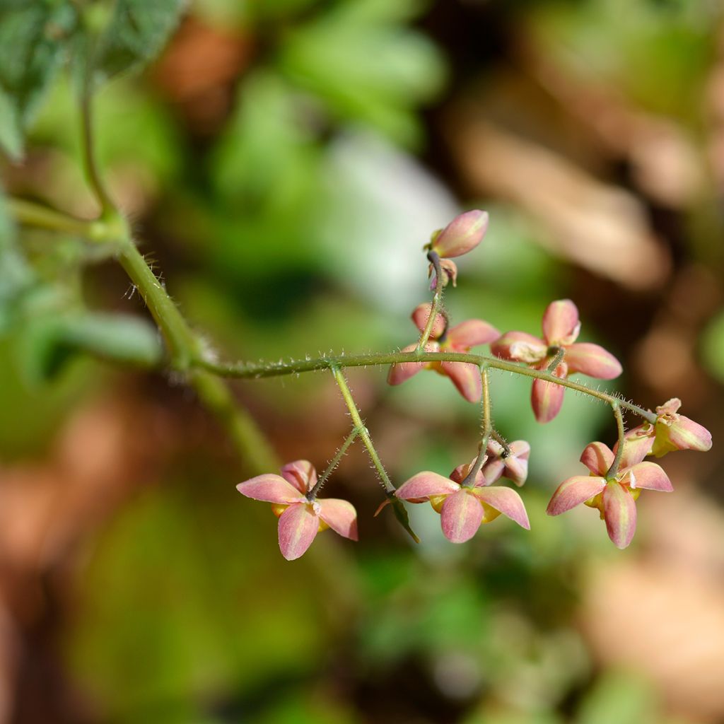 Epimedium alpinum - Epimedio alpino