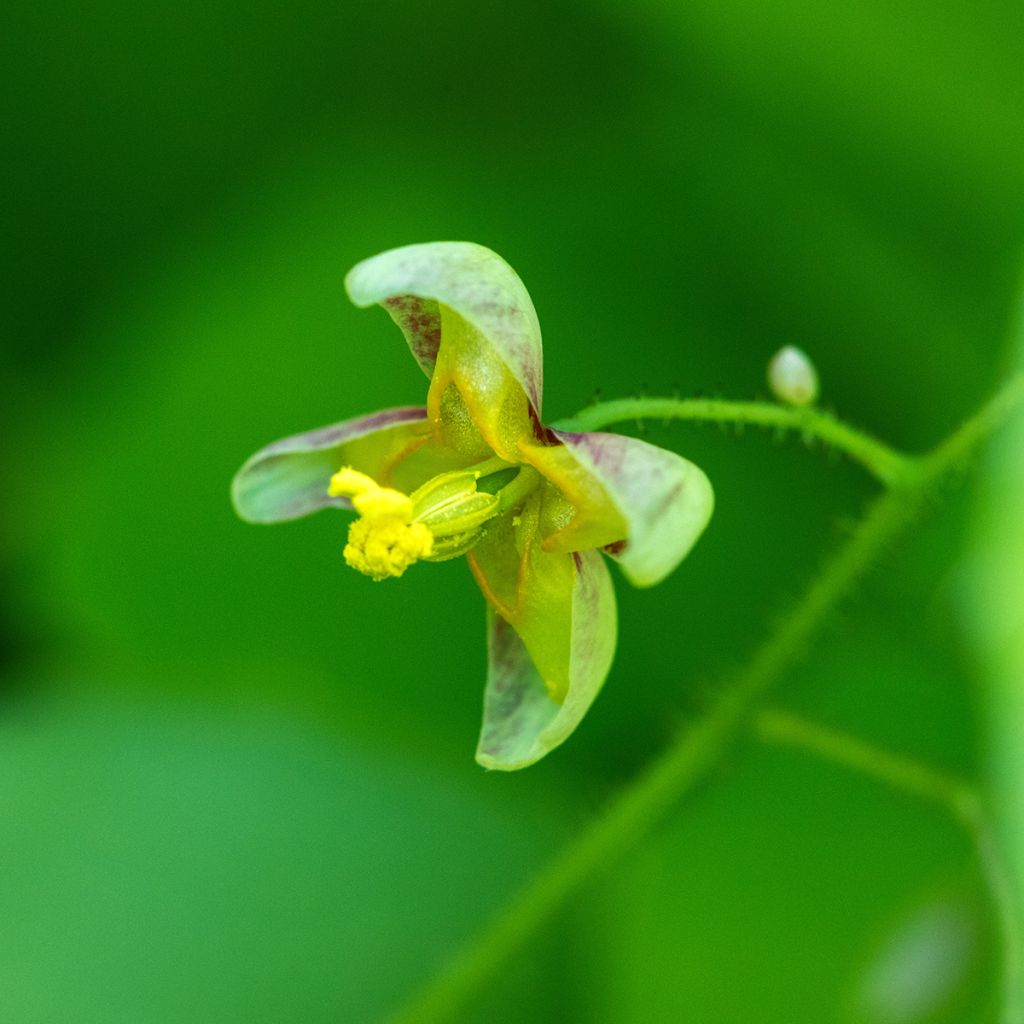 Epimedium alpinum - Epimedio alpino