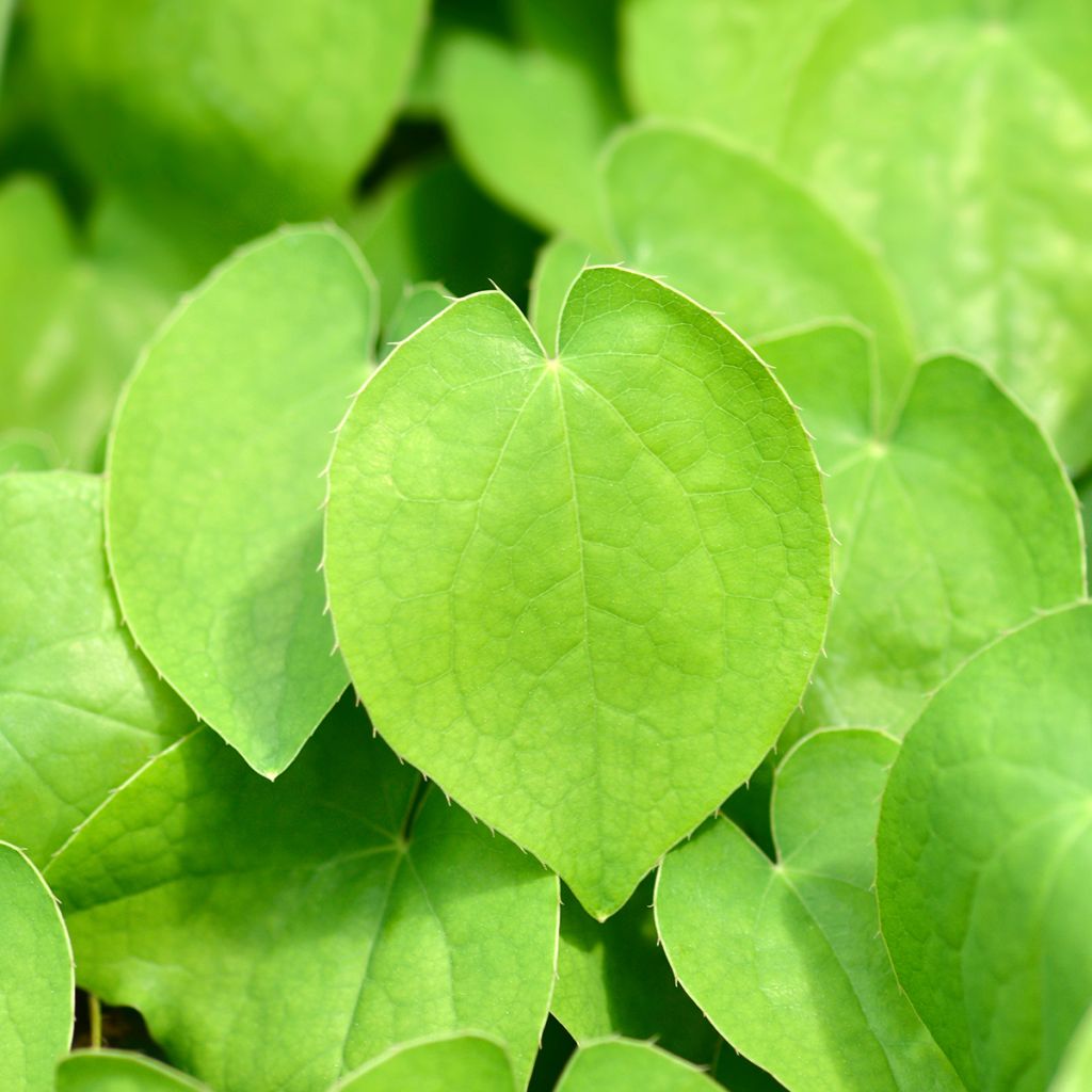 Epimedium alpinum - Epimedio alpino