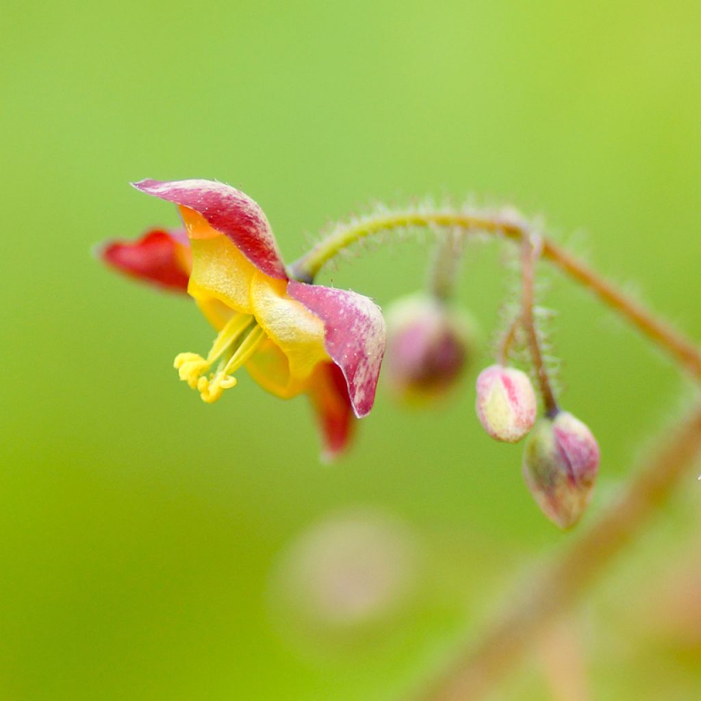 Epimedium alpinum - Epimedio alpino