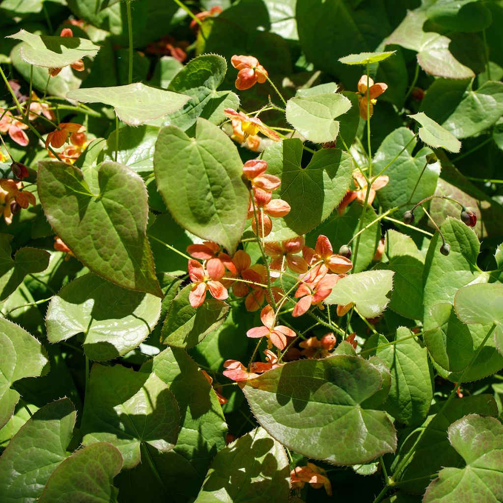 Epimedium alpinum - Epimedio alpino