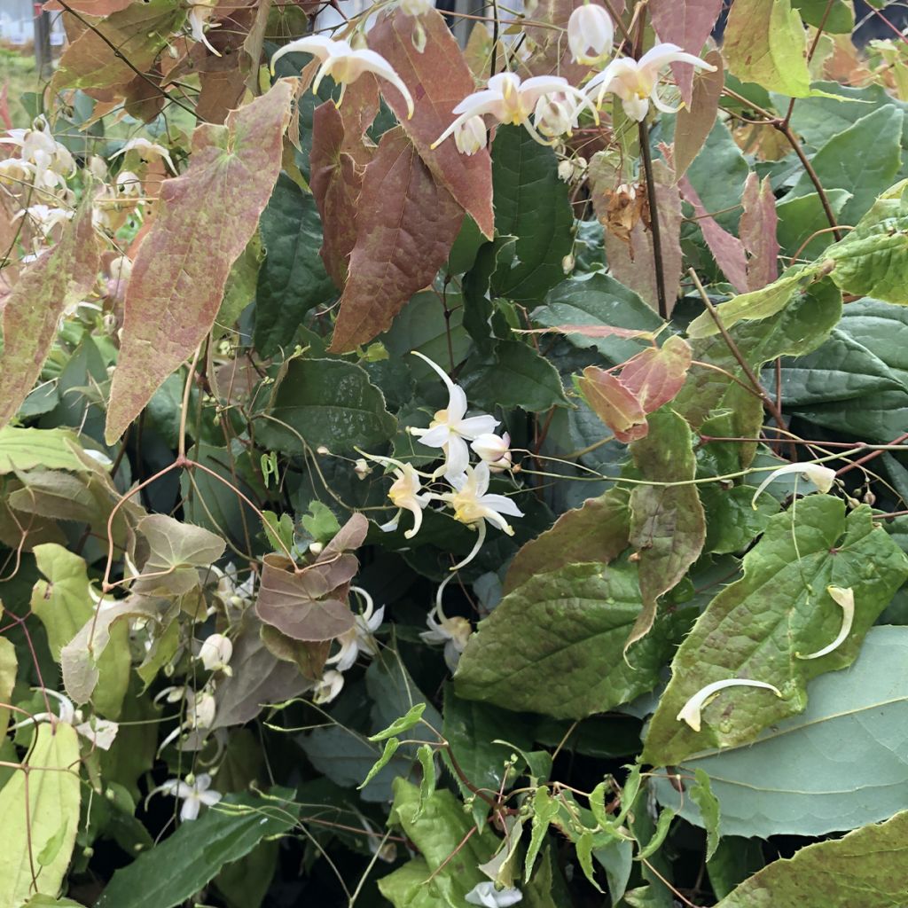 Epimedium Elenwe - Fleurs des Elfes