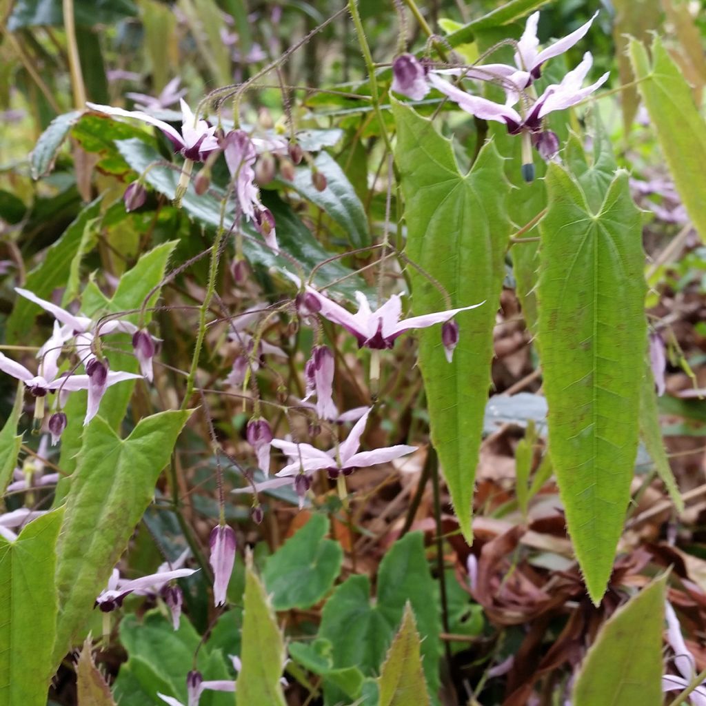 Epimedium fargesii, Fleur des elfes