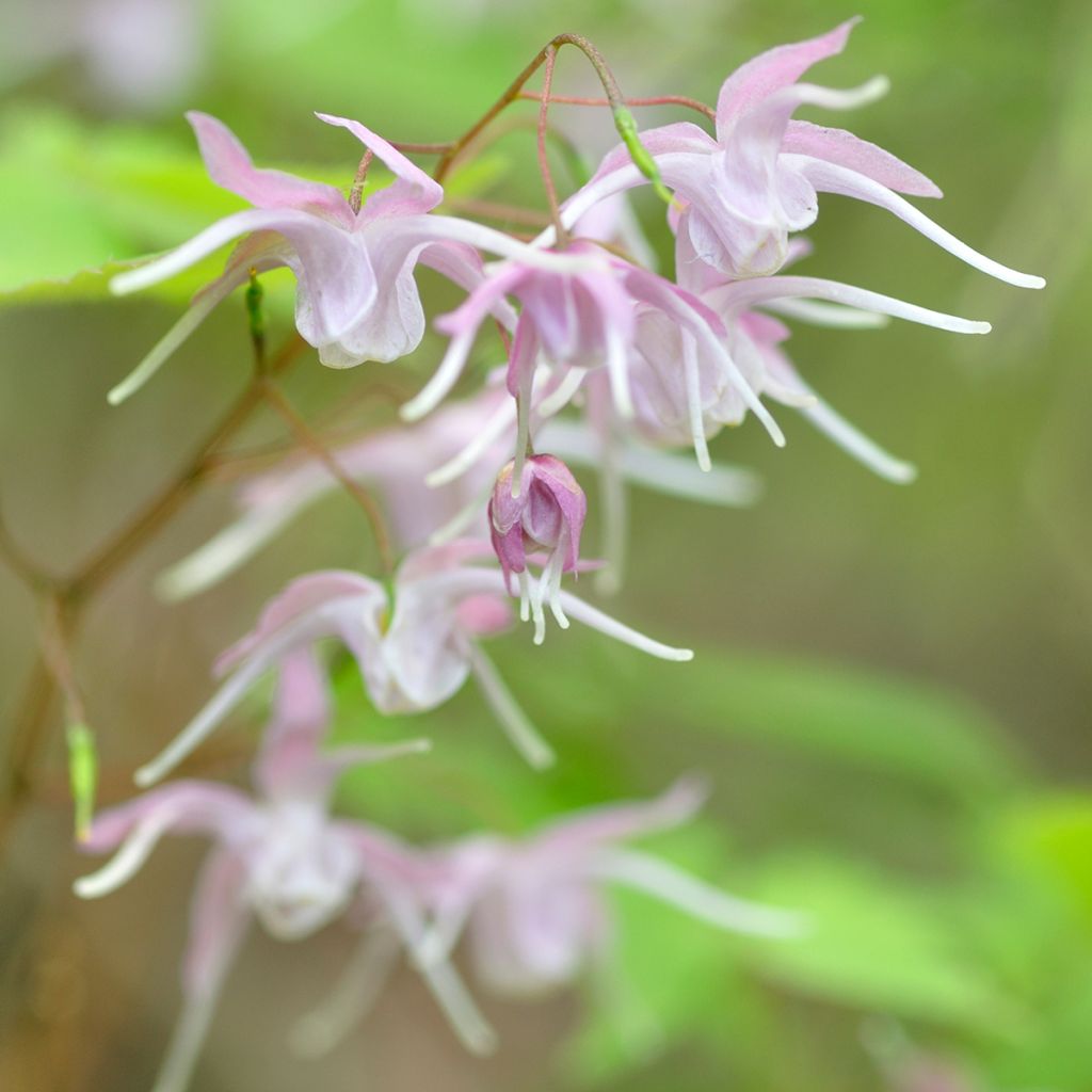 Epimedium grandiflorum