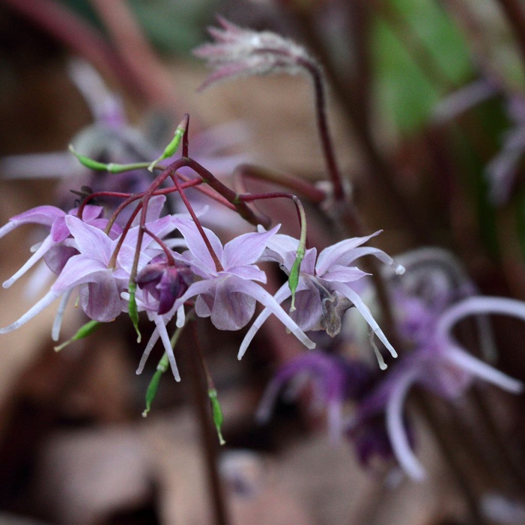 Epimedium grandiflorum