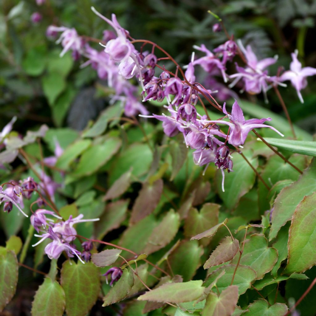 Epimedium grandiflorum Lilafee