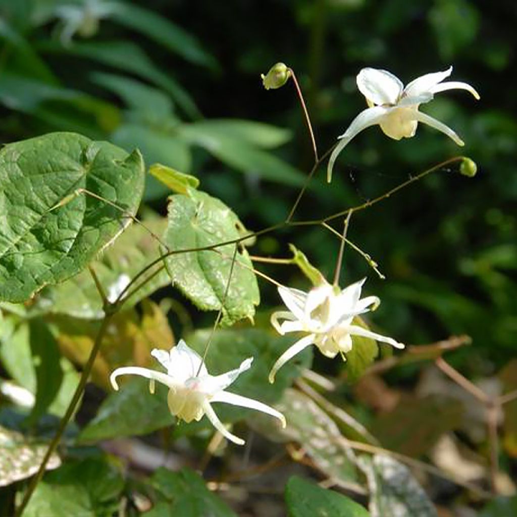 Epimedium latisepalum, Fleur des elfe