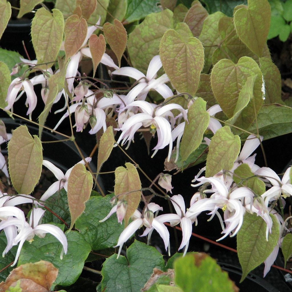 Epimedium leptorrhizum - Fleurs des Elfes