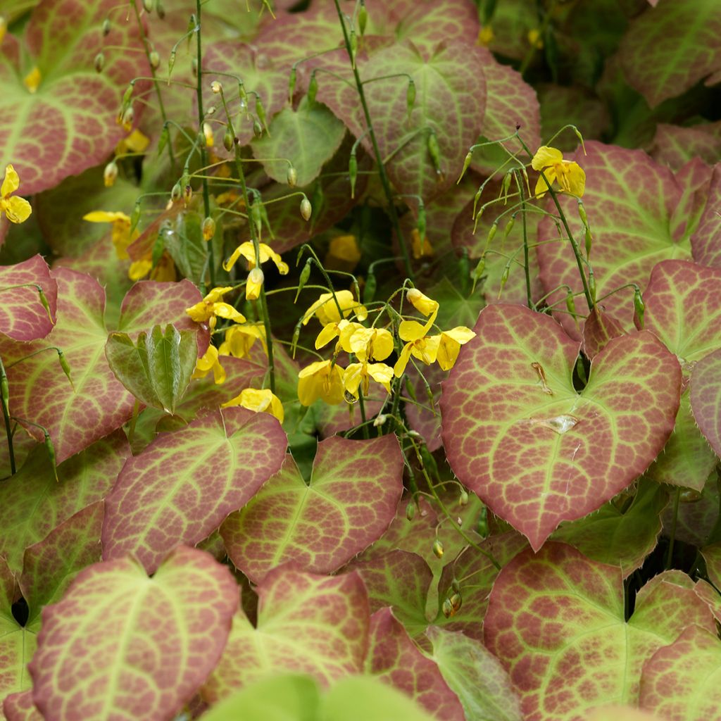 Epimedium perralchicum Fröhnleiten