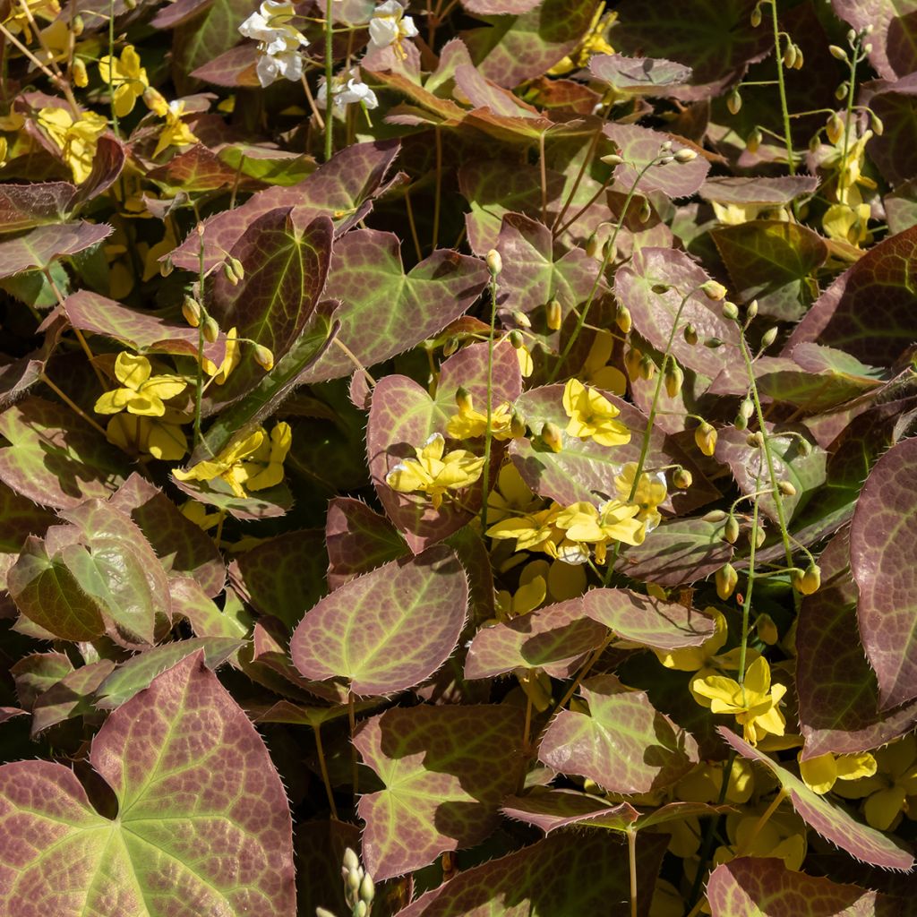 Epimedium perralchicum Fröhnleiten