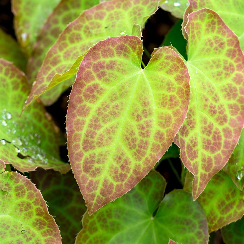 Epimedium perralchicum Fröhnleiten