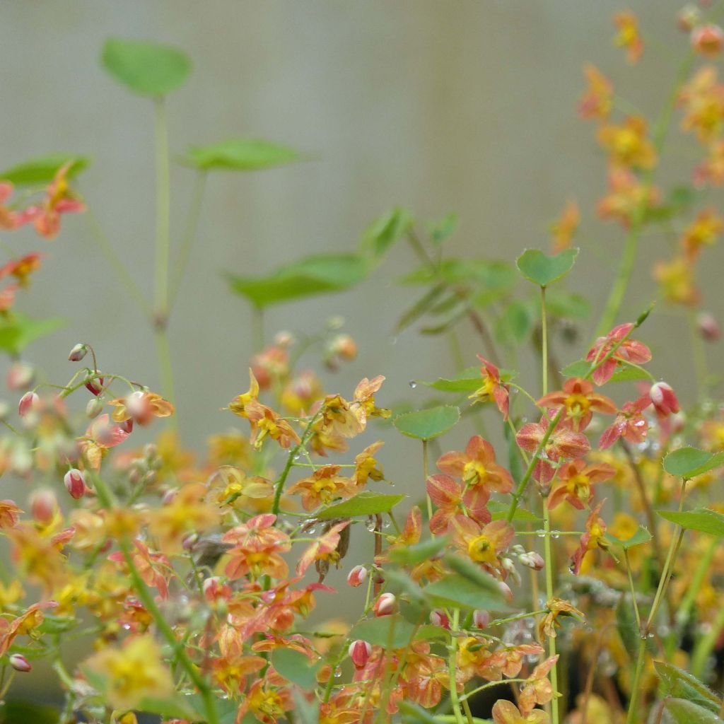 Fleur des Elfes - Epimedium  pubigerum Orangekönigin